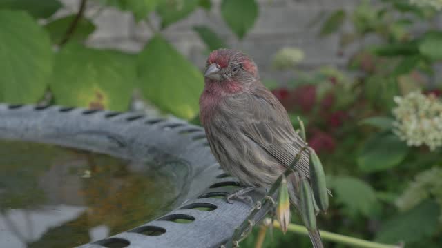 A house finch bird sitting on the edge of a bird bath