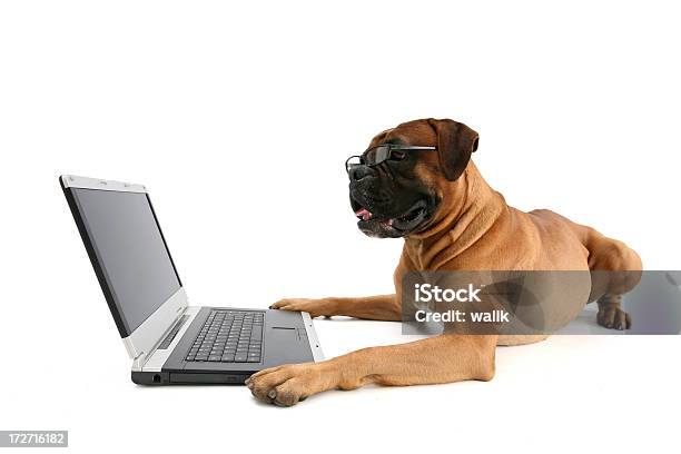Die Hund Stockfoto und mehr Bilder von Hund - Hund, Computer, Arbeiten