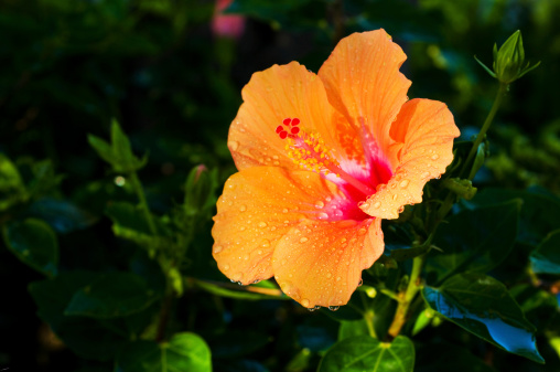 A lush orange hibiscus photographed in early morning light on the island of Kauai.