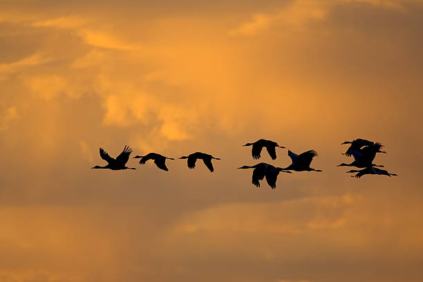 istock Bird Flock Flying in Orange Sky 172716311