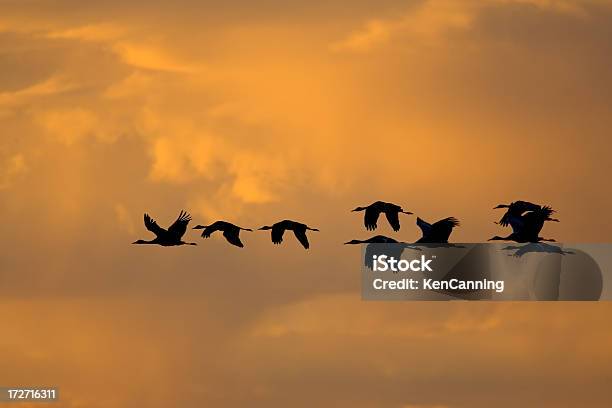 Bird Flock Flying In Orange Sky Stock Photo - Download Image Now - Animal, Animal Body Part, Animal Wildlife