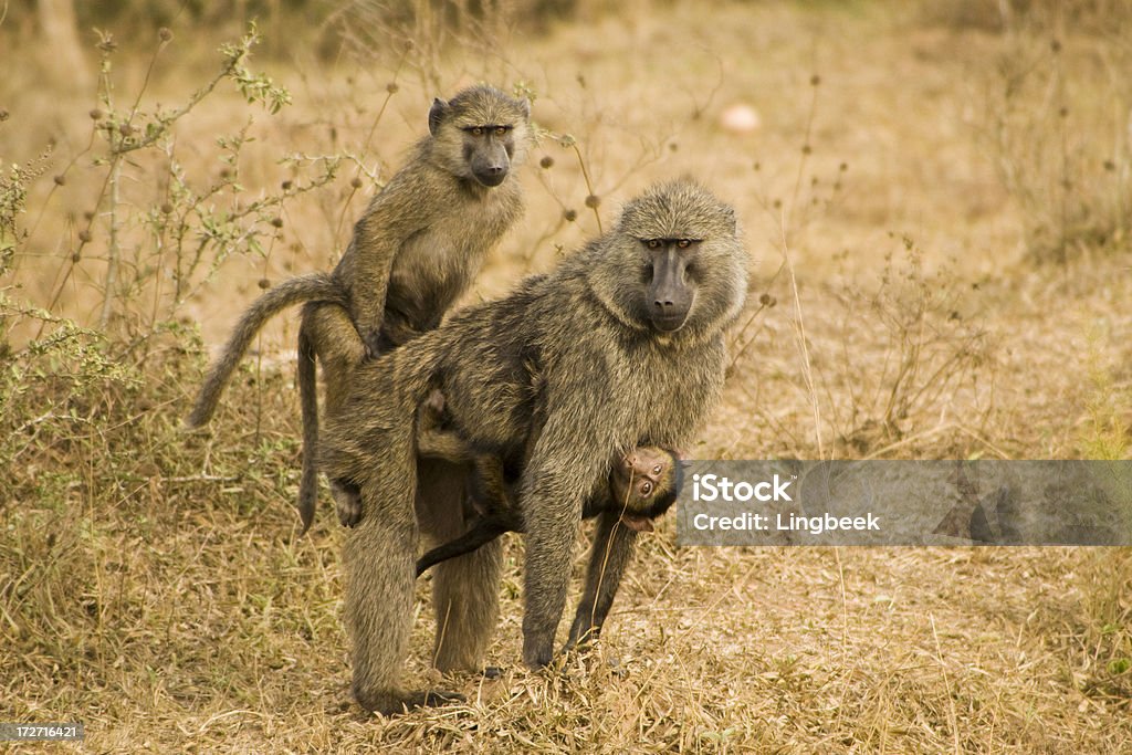 Baboons in der Wildnis - Lizenzfrei Afrika Stock-Foto
