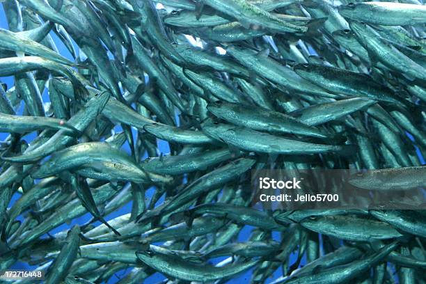 Baby Trout Stock Photo - Download Image Now - Animal, Animals In The Wild, Fish