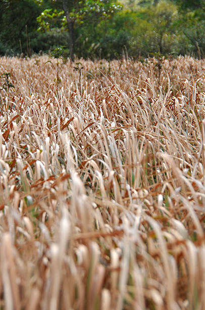 Grassland in Autumn stock photo