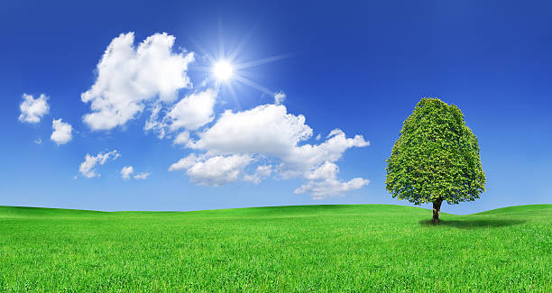istock Landscape - lonely tree on green field (XXXL size) 172716707