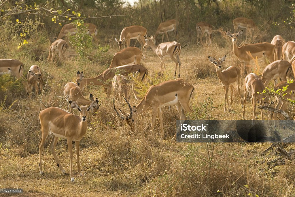 Impala in Uganda Impala at Lake Mburo National Park, Uganda, Africa. Africa Stock Photo