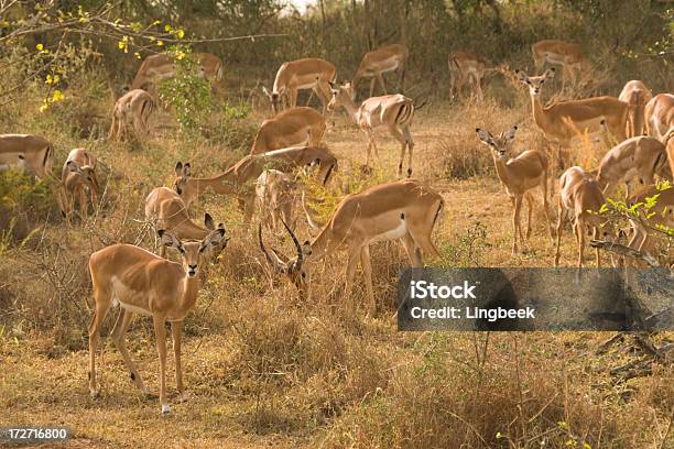 Impala In Uganda Stock Photo - Download Image Now - Africa, Animal, Animal Wildlife