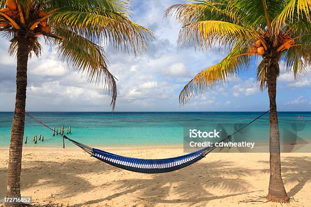 Caribbean Hammock And Palms Stock Photo - Download Image Now - Hammock, Coconut Palm Tree, Roatan