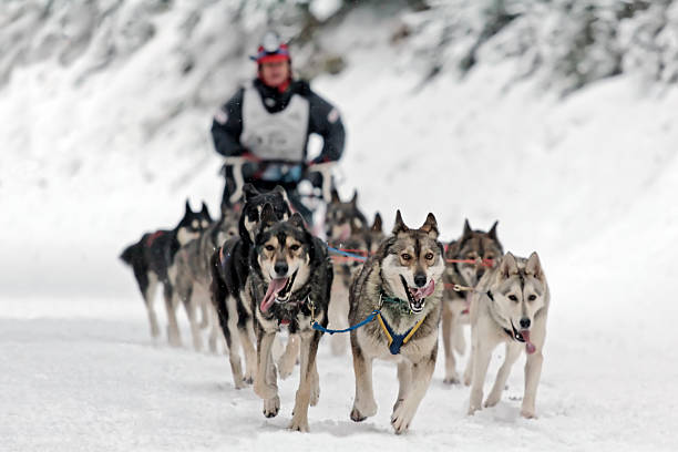 Dog sledding competition Dog sledding competition. malamute stock pictures, royalty-free photos & images