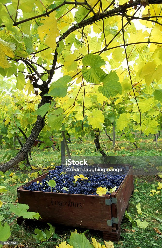 okanagan valley vineyard bin grapes wood bin container ripe grapes vineyard penticton okanagan british columbia canada Abundance Stock Photo