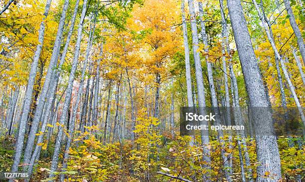Spokojny Forest - zdjęcia stockowe i więcej obrazów Appalachy - Appalachy, Bez ludzi, Czerwony