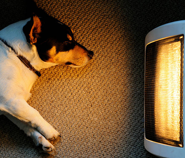 A picture of a dog sitting in front of a heater stock photo