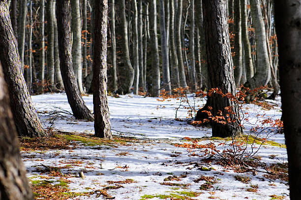 fines de invierno - snow melting birch tree italy fotografías e imágenes de stock