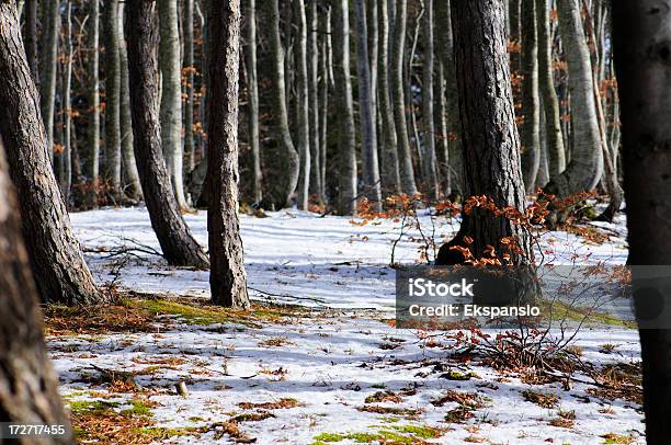 Fine Dellinverno - Fotografie stock e altre immagini di Albero - Albero, Ambientazione esterna, Ambientazione tranquilla