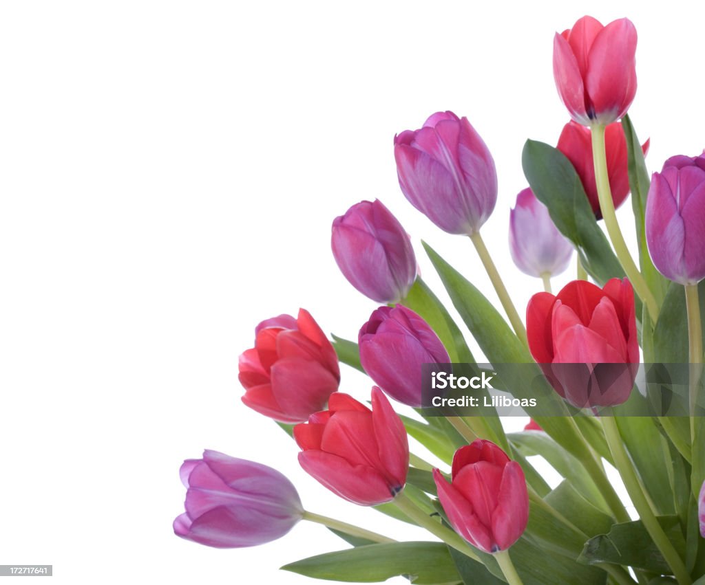 Tulipany Bukiet (XL - Zbiór zdjęć royalty-free (Bukiet)