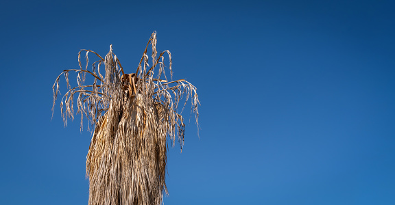 palm tree with dried branches and leaves. blue sky in the background.