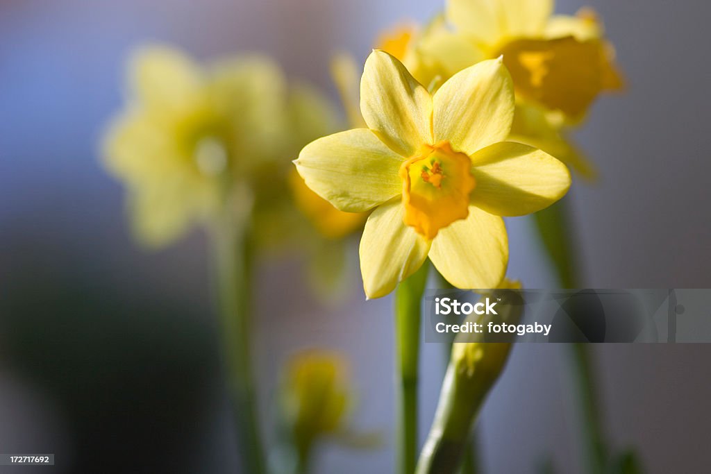 Narzisse - Royalty-free Amarelo Foto de stock