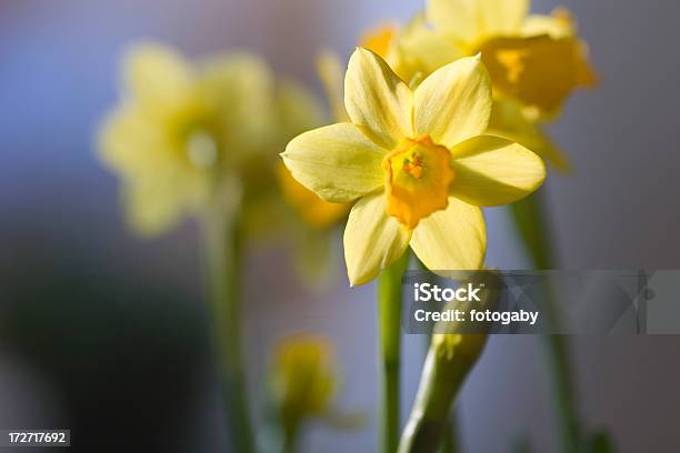 Narzisse - Fotografias de stock e mais imagens de Amarelo - Amarelo, Beleza natural, Flor