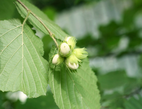 young hazel nuts on a branch