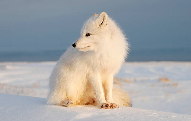 Polar fox observes tundra. "Polar fox. Wildlife. Arctic, Kolguev Island, Russia." white fox stock pictures, royalty-free photos & images