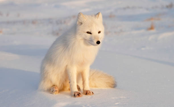 Arctic fox. Sunny day after Polar night. stock photo