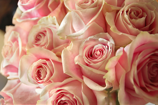 Bouquet of light pink roses.