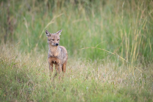 One Black Backed Jackal in the long green grass of the savannah landscape near the Kruger National Park in Mpumalanga