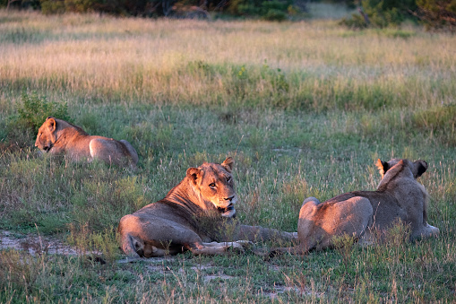 Three female lions sitting together in the long grass at sunset waiting for prey to come past. Large female lions from the Kruger National Park