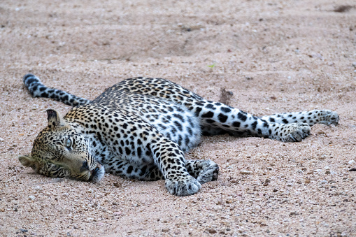 close-up of a roaring jaguar (panthera onca) running towards viewer