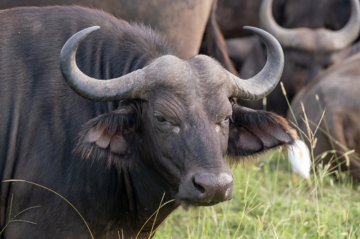 Close up shot of a Buffalo grazing in a Wildlife reserve near the Kruger National Park.