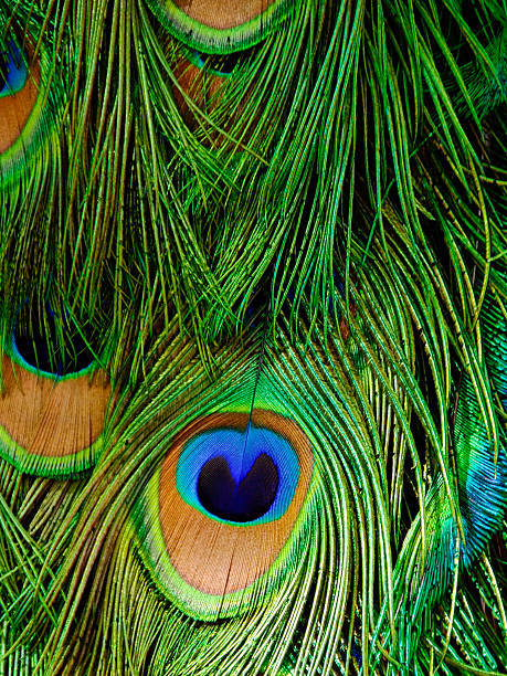 Peacock Background stock photo