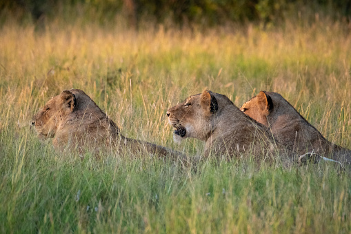 Three female lions sitting together in the long grass at sunset waiting for prey to come past. Large female lions from the Kruger National Park