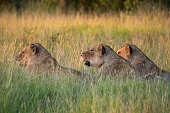 Three female lions sitting low in the long grass at sunset waiting for prey