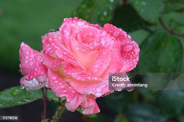 Kroplami Deszczu Na Rose - zdjęcia stockowe i więcej obrazów Bez ludzi - Bez ludzi, Botanika, Deszcz