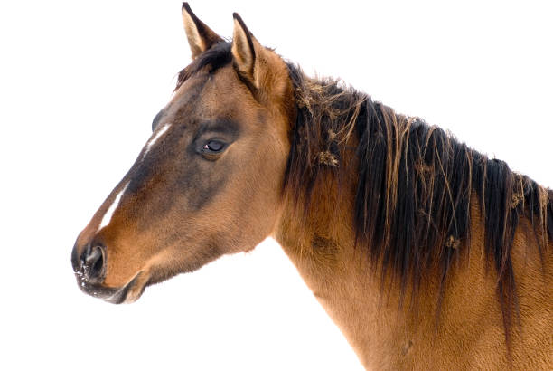 istock Profile of a Horse 172718236