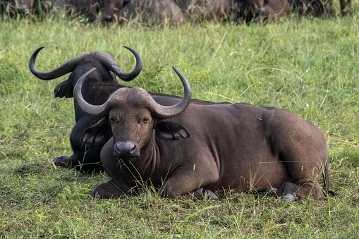 Buffalo grazing in a Wildlife reserve near the Kruger National Park.