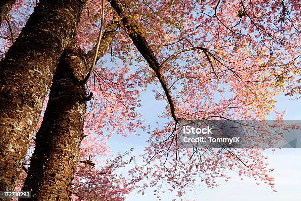 ワイルドなヒマラヤ産のチェリーツリー - アプリコットのストックフォトや画像を多数ご用意 - アプリコット, 森林, 花