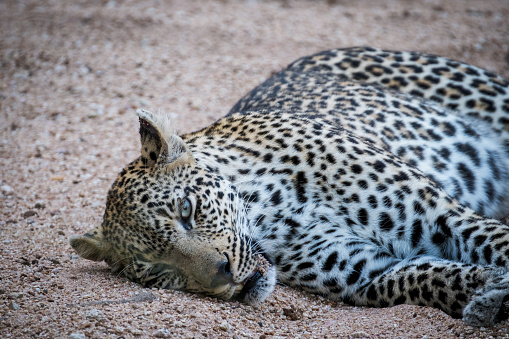 a mother Cheetah rests after feeding in southern Africa