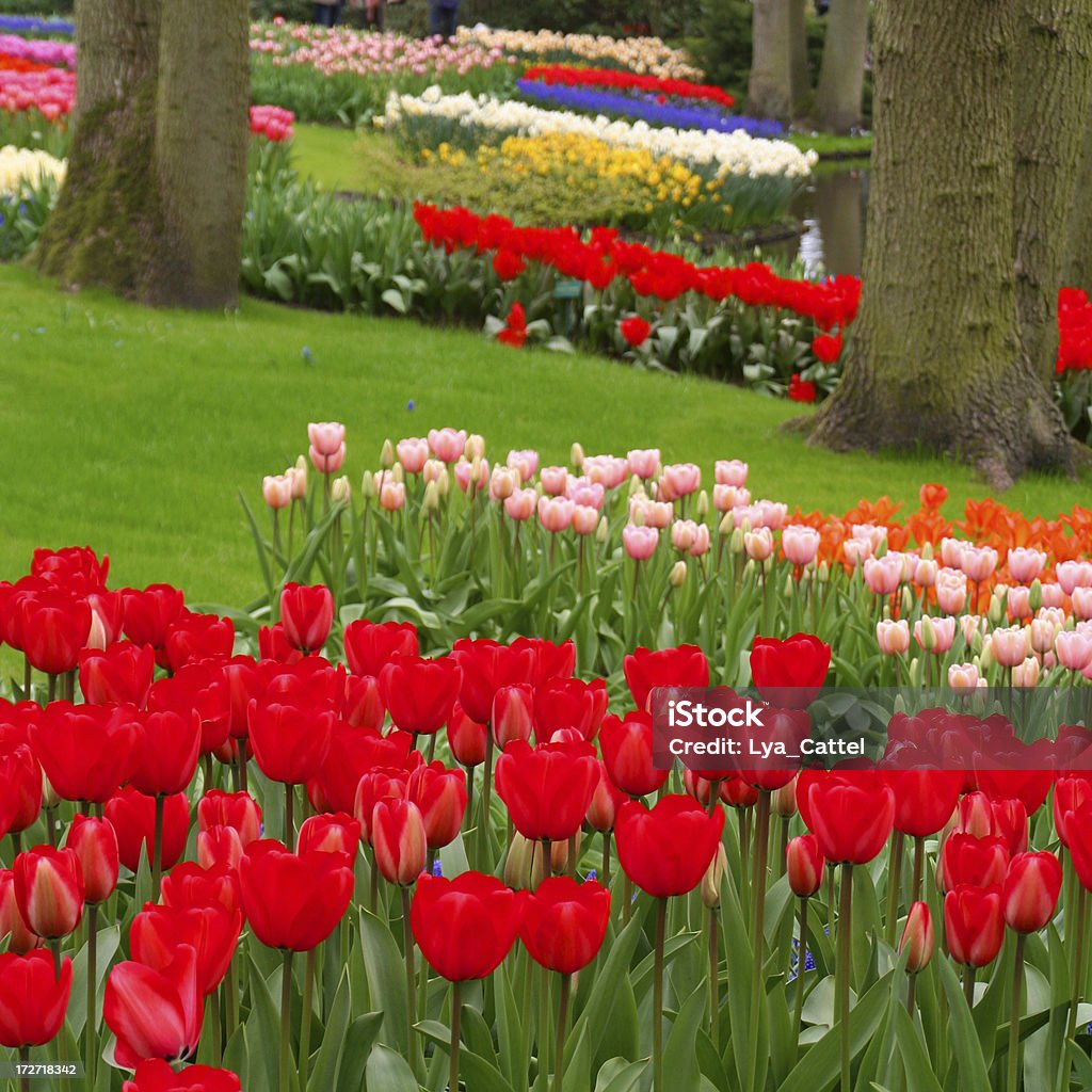 Сад и цветы # 17 - Стоковые фото Без людей роялти-фри