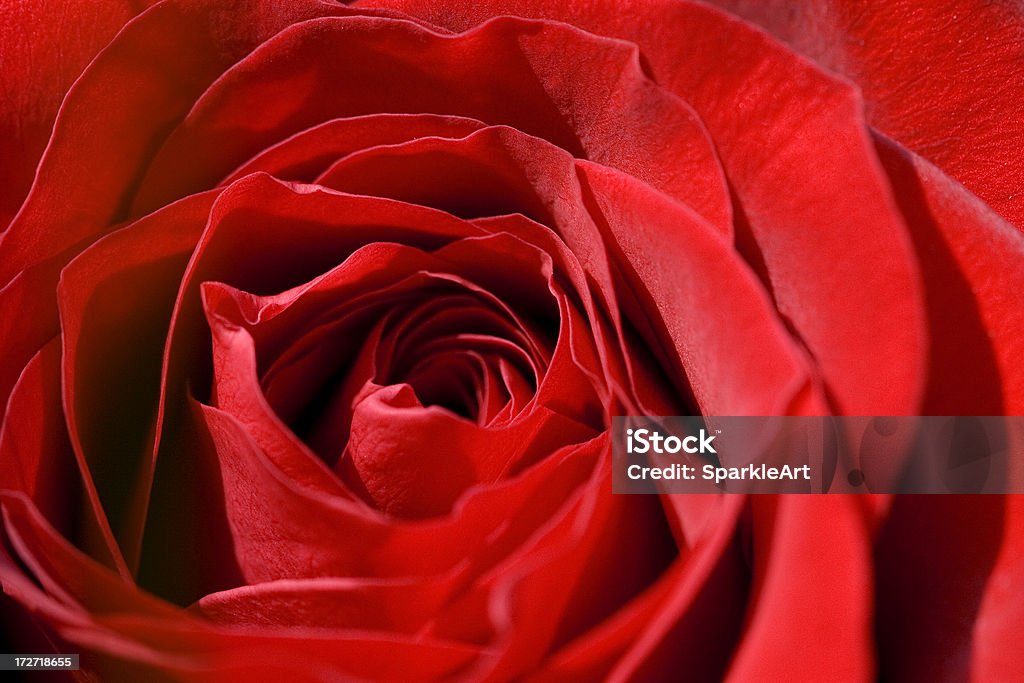 close-up macro della rosa rossa - Foto stock royalty-free di Amore