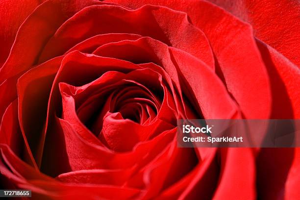 Closeup Macro Della Rosa Rossa - Fotografie stock e altre immagini di Amore - Amore, Bellezza, Bellezza naturale