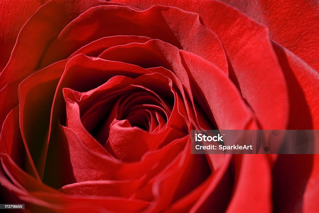 Крупным планом Макро of red rose - Стоковые фото Горизонтальный роялти-фри