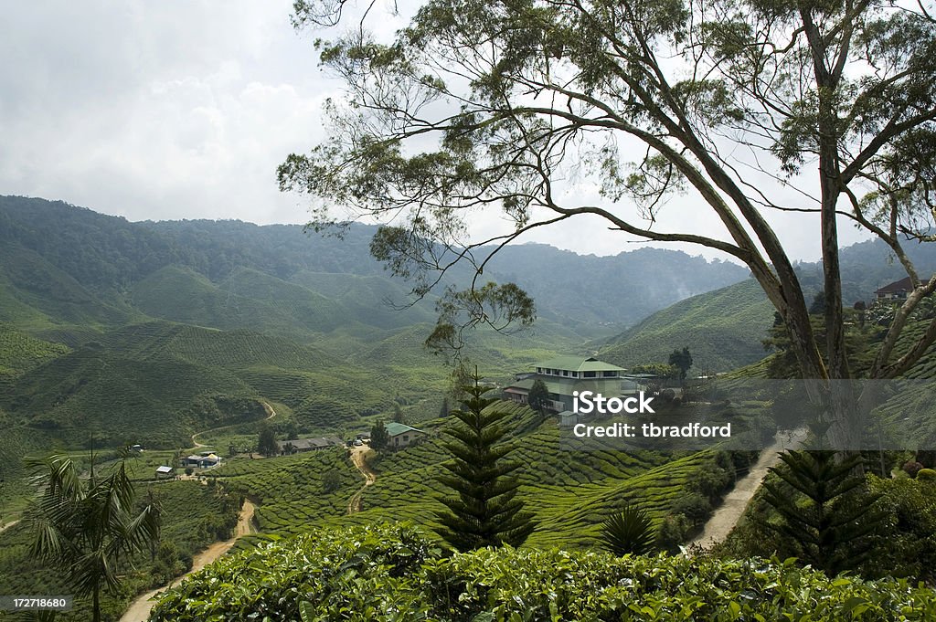 Piantagione di tè Altopiani di Cameron, Malesia - Foto stock royalty-free di Cameron Highlands