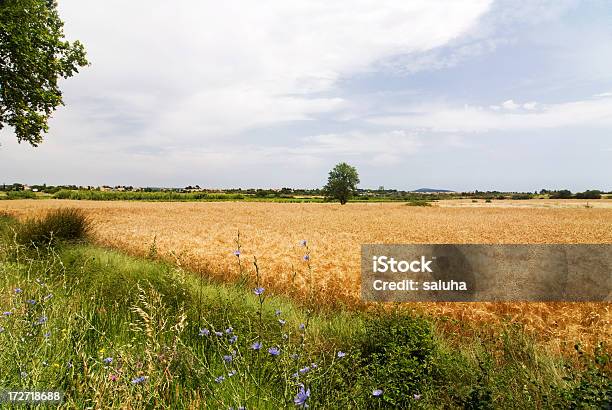 Landscape With Blue Sky Stock Photo - Download Image Now - Agricultural Field, Agriculture, Backgrounds