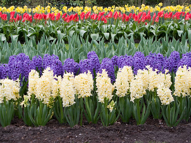 kwiaty w rzędzie - parade tulip zdjęcia i obrazy z banku zdjęć