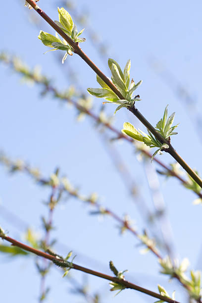 spring branch with budding new leaves stock photo