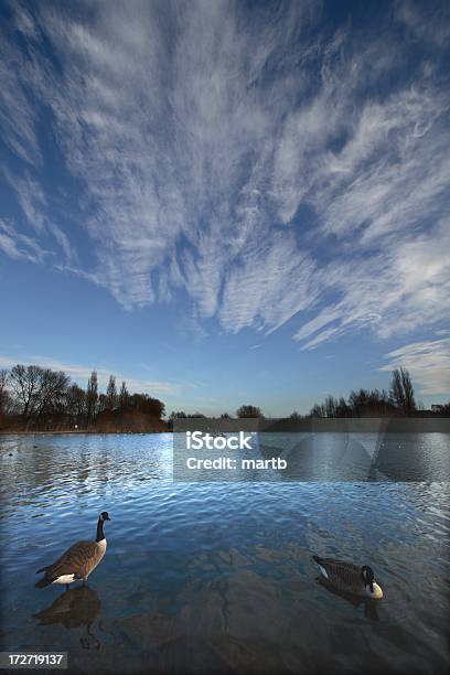 Canadá Gansos En Trasparente Lago Foto de stock y más banco de imágenes de Agua - Agua, Aire libre, Animal