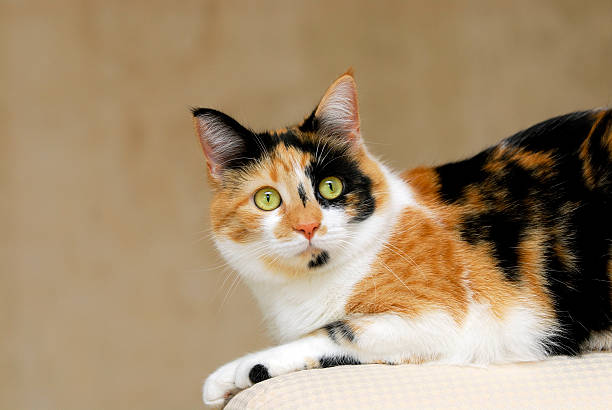 Lily the Calico Cat stock photo