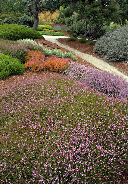 heather caminho - garden path botanical garden fort bragg erica flower imagens e fotografias de stock