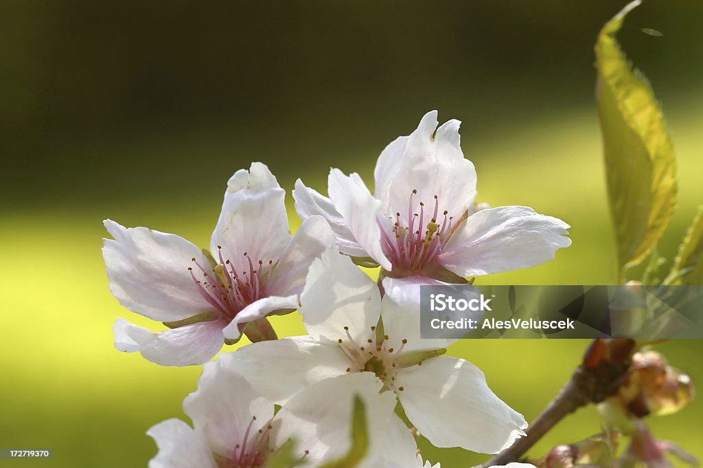 春の時間 - アンズの花のロイヤリティフリーストックフォト